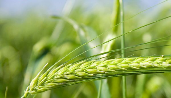 Compra e venda de cereais em Olivença — Abonos y Cereales Vallecillo